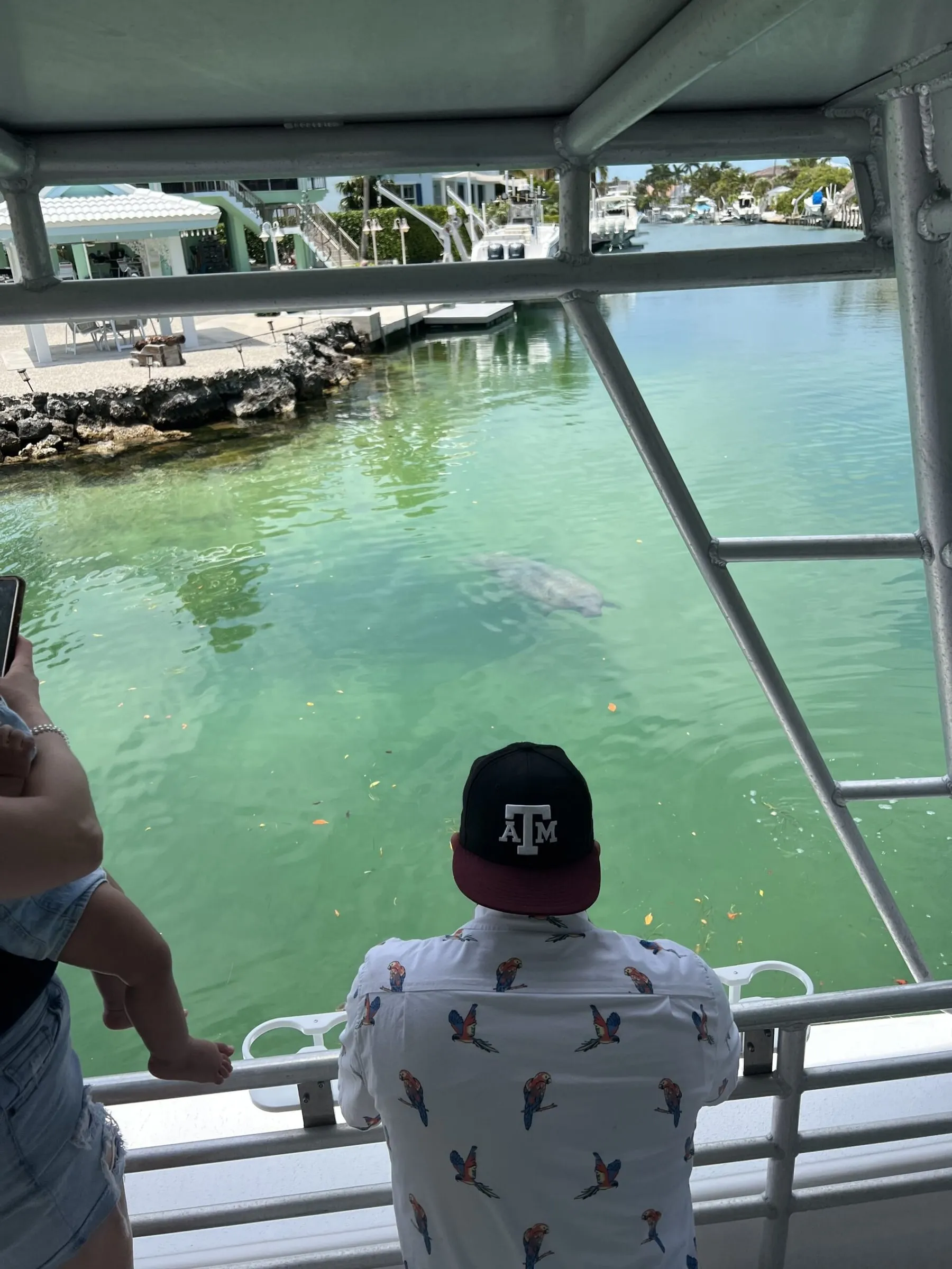 A manatee in shallow green bay water beside the boat as guests watch from the rail