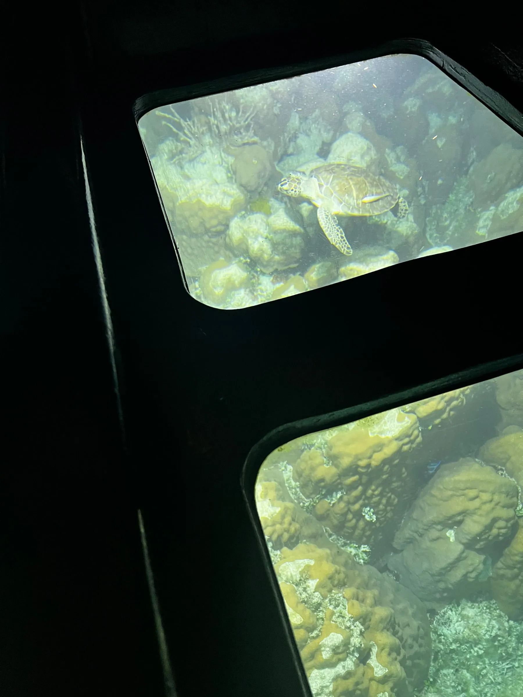 A sea turtle among coral heads, seen through a viewing window