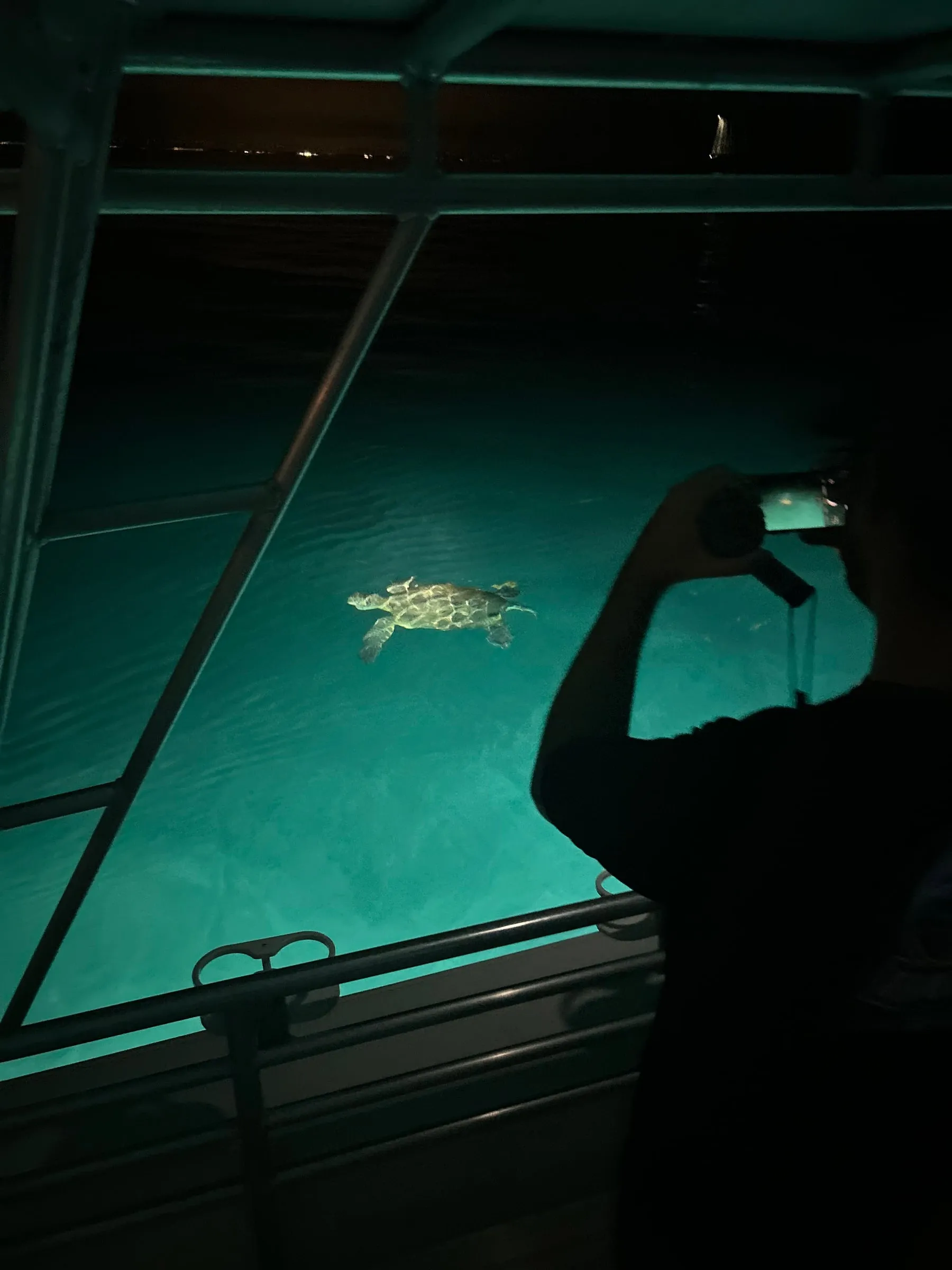 A sea turtle lit by the underwater lights, seen through the glass at night