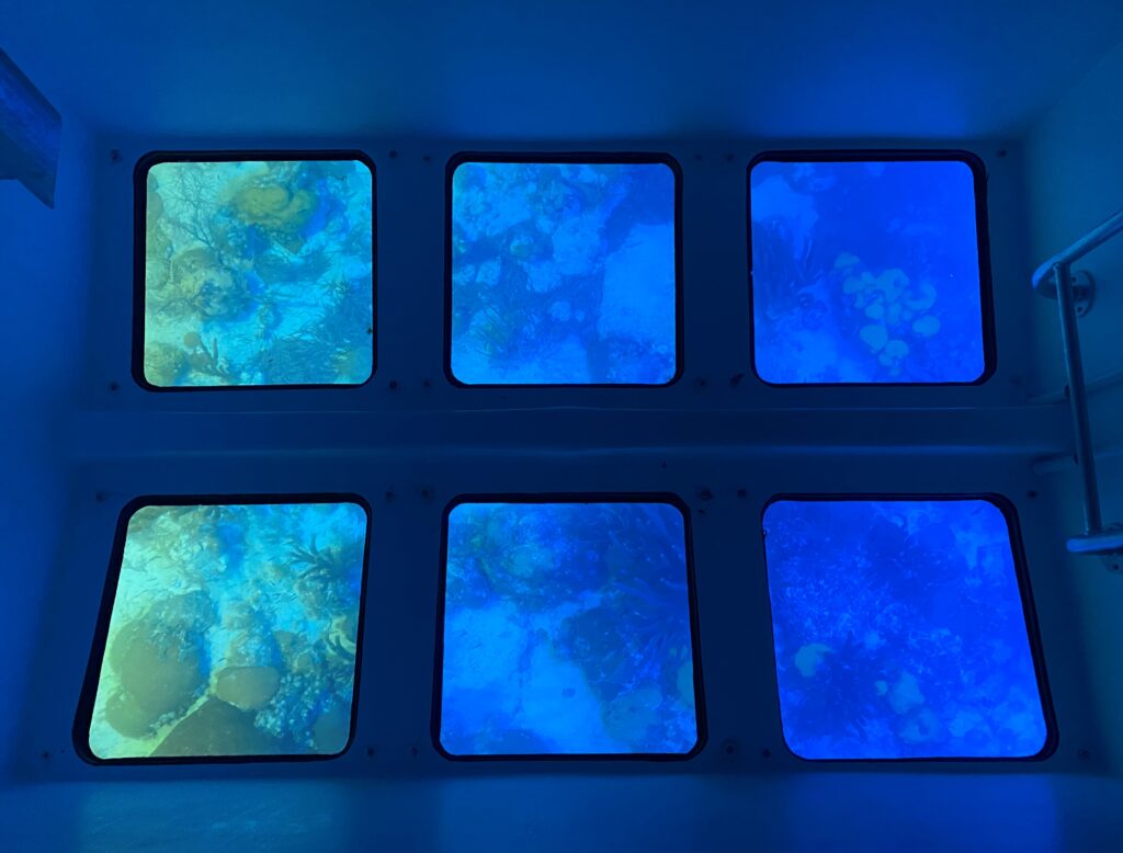 View of coral through glass bottom panels of boat