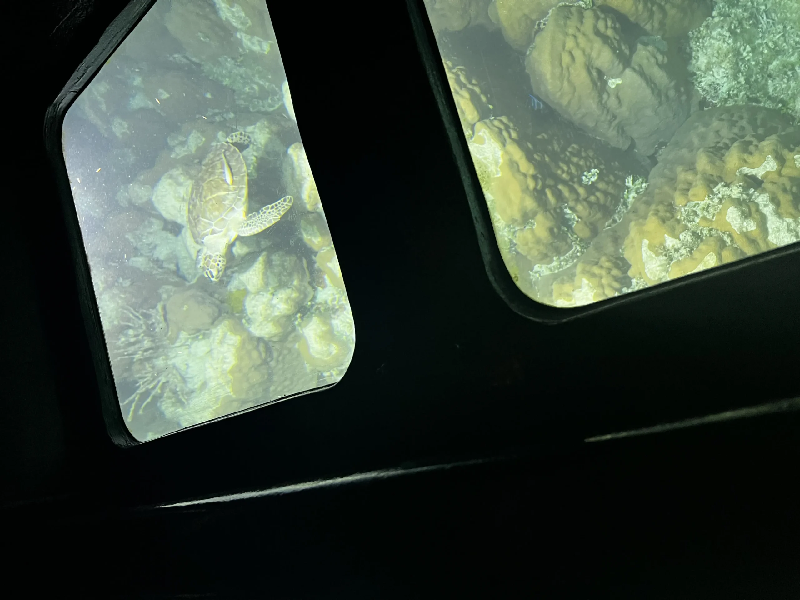 Diverse coral formations in the Florida Keys supporting marine biodiversity